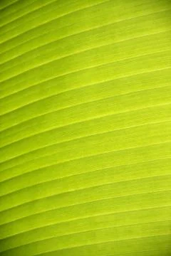 Texture of banana leaf Stock Photos