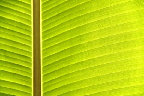 Texture of banana leaf Stock Photos