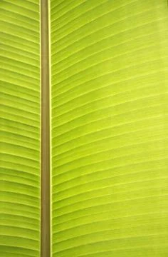 Texture of banana leaf Stock Photos