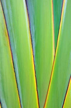 Texture banana Stock Photos