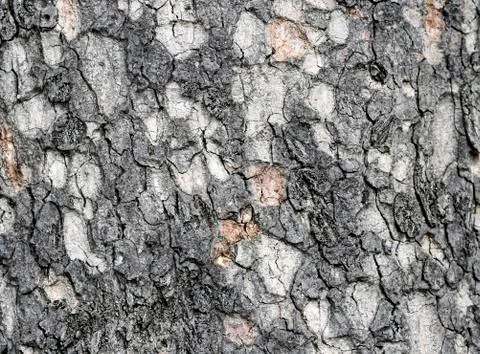Texture of the bark of an African deciduous tree. Stock Photos