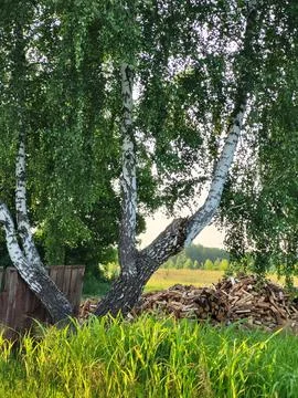 Texture of bark and canopy of an old birch tree, botanical features of trees 스톡 사진
