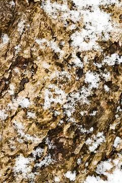 The texture of the bark of an apple tree covered with moss Stock-Fotos