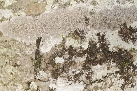 The texture of the bark of a beech tree, with small patches of moss  스톡 사진
