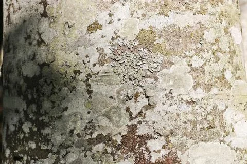 The texture of the bark of a beech tree, with small patches of moss and liche 스톡 사진