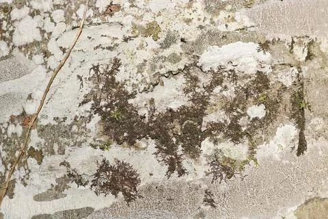 The texture of the bark of a beech tree, with small patches of moss  스톡 사진