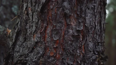 Texture of bark on brown tree trunk, pine bark approximation Stock Footage 141120992