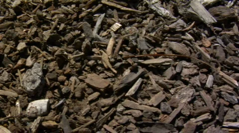 Texture - bark chips Stock-Footage 592474
