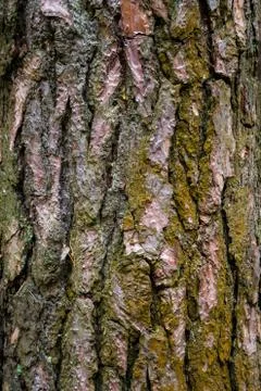 The texture of the bark of coniferous pine, textured Stock Photos