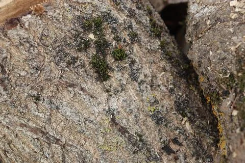Texture of bark with cracks and moss Stock Photos