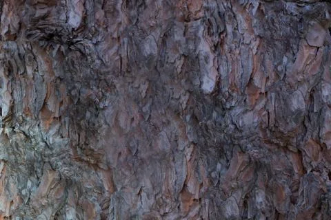 Texture from the bark deciduous tree. Stock Photos