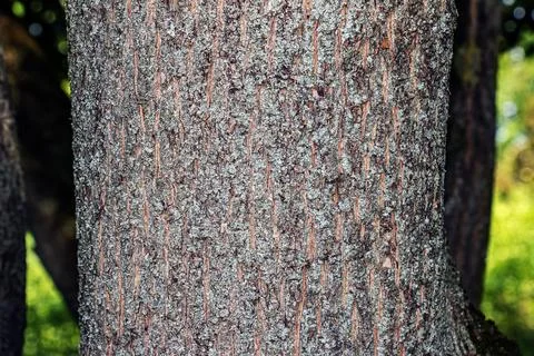 The texture of the bark of the field maple, or Acer campestre in Latin. Deep  Stock-Fotos