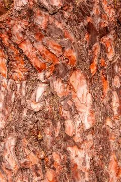 Texture of bark of a fir tree Stock Photos