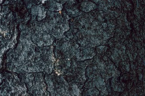 The texture of the bark of a forest tree Stock Photos