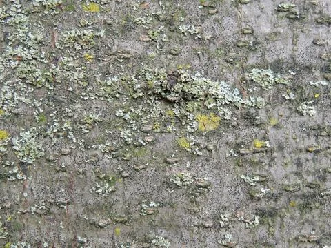 Texture of the bark of a growing tree Stock Photos