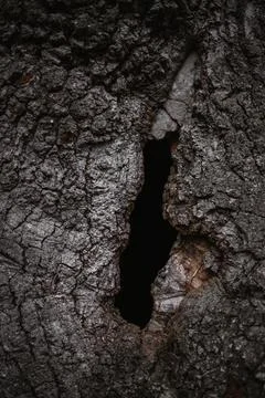 Texture of the bark. hollow in oak tree Stock Photos