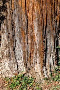 The texture of the bark of a hundred-year-old Christmas tree. Stock Photos