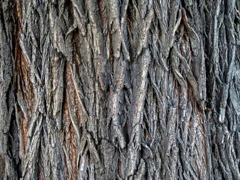 Texture of the bark of a large old elm Stock Photos