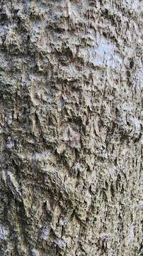 Texture of the bark of a moringa tree, in the yard during the day in summer, Fotos de archivo