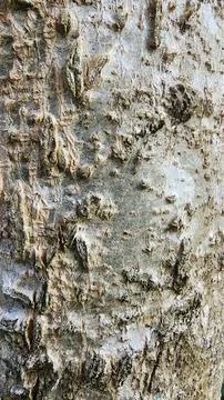 Texture of the bark of a moringa tree, in the yard during the day in summer, Fotos de archivo