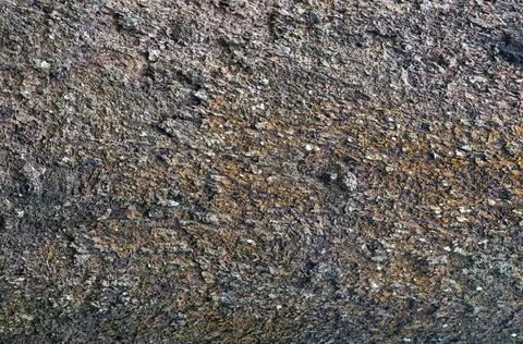 Texture of bark in the natural park,tree texture abstract for background Stock Photos