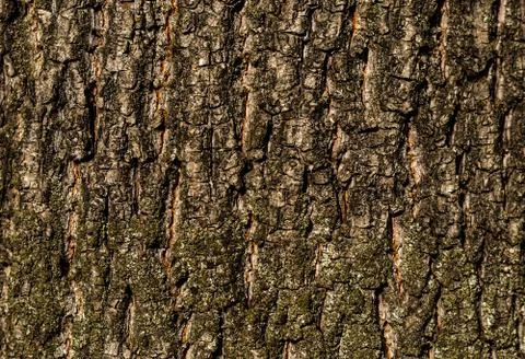Texture bark oak base with natural cracks rustic pattern for web design Stock Photos