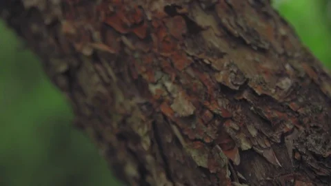 Texture of bark of oak tree Stock Footage 81940661