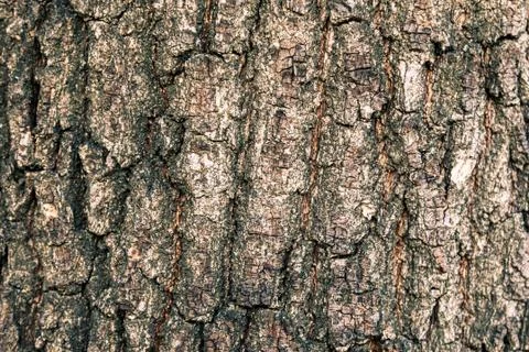 Texture of the bark of an oak tree Stock Photos
