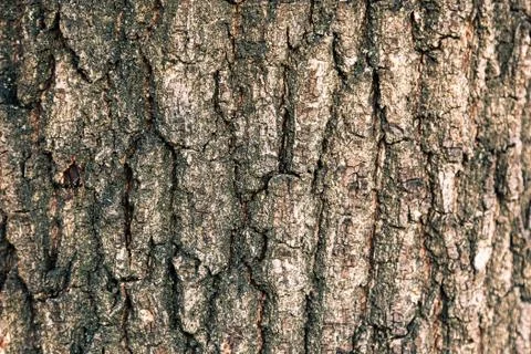 Texture of the bark of an oak tree Stock Photos