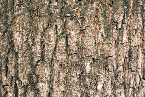 Texture of the bark of an oak tree Stock Photos
