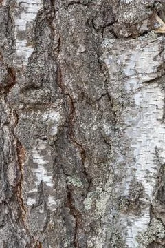 The texture of the bark of an old birch, a pattern of birch bark with black t Stock Photos