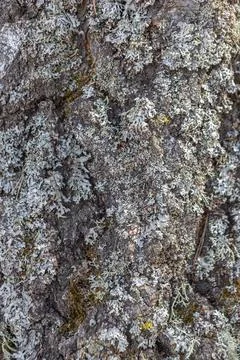 The texture of the bark of an old birch, a pattern of birch bark with black t Stock Photos