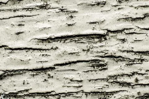 Texture of the bark of an old birch tree Foto stock
