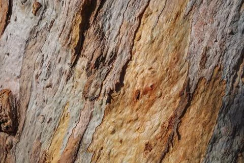 Texture of bark of an old eucalyptus tree Stock Photos