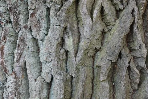 The texture of the bark of an old oak. 写真素材
