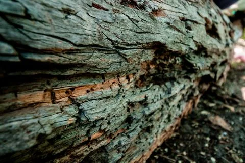 Texture of the bark of an old olbesh tree. Natural background. Stock Photos