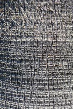 Texture of the bark of an old palm tree, background, closeup. Stock Photos