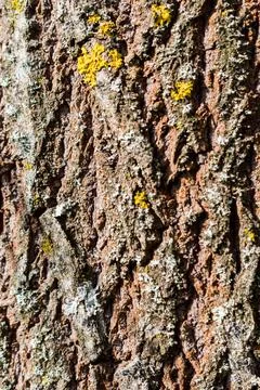 Texture of the bark of an old pear tree.... texture of the bark of an old pea Stock Photos