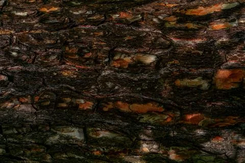 The texture of the bark of an old pine Stock Photos