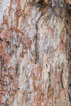 Texture of bark of an old pine tree. Stock Photos