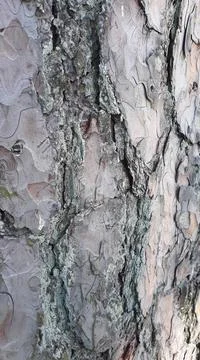 Texture - a bark of an old pine tree. Macrophotography. Stock Photos