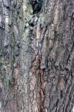 Texture of bark of an old poplar covered with moss Stock Photos