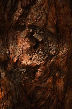Texture of the Bark of an Old Sequoia Tree Stock Photos