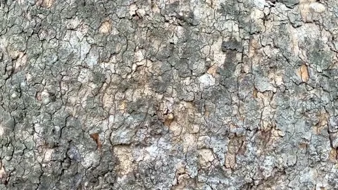 The texture of the bark of the old sycamore tree, approximation Stock Footage 153380418