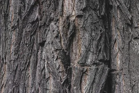 The texture of the bark of an old tree, the background of the bulk structure  Stock Photos