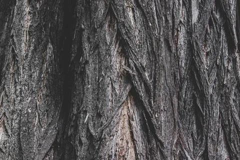 The texture of the bark of an old tree, the background of the bulk structure  Stock Photos
