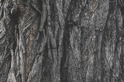 The texture of the bark of an old tree, the background of the bulk structure  Stock Photos