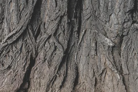 The texture of the bark of an old tree, the background of the bulk structure  Stock Photos