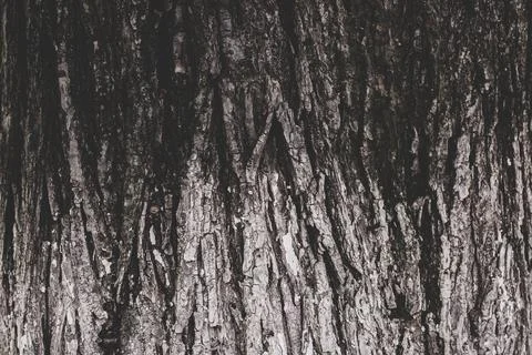 The texture of the bark of an old tree, the background of the bulk structure  Stock Photos