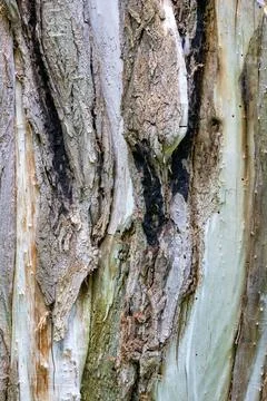 The texture of the bark of an old tree with burnt, dried and weathered areas. Stock Photos